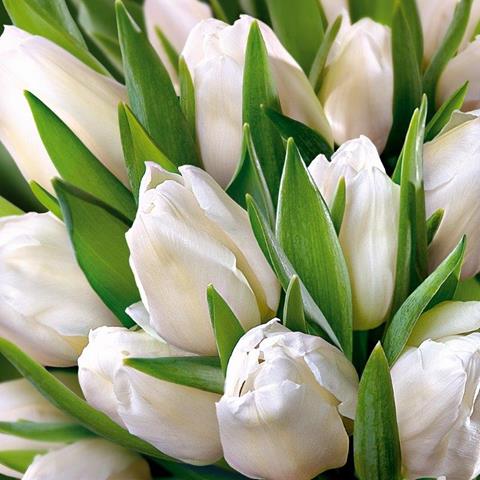 ART NUVO KARTKA KWIATOWA KW PUSTA FF 026 /10/